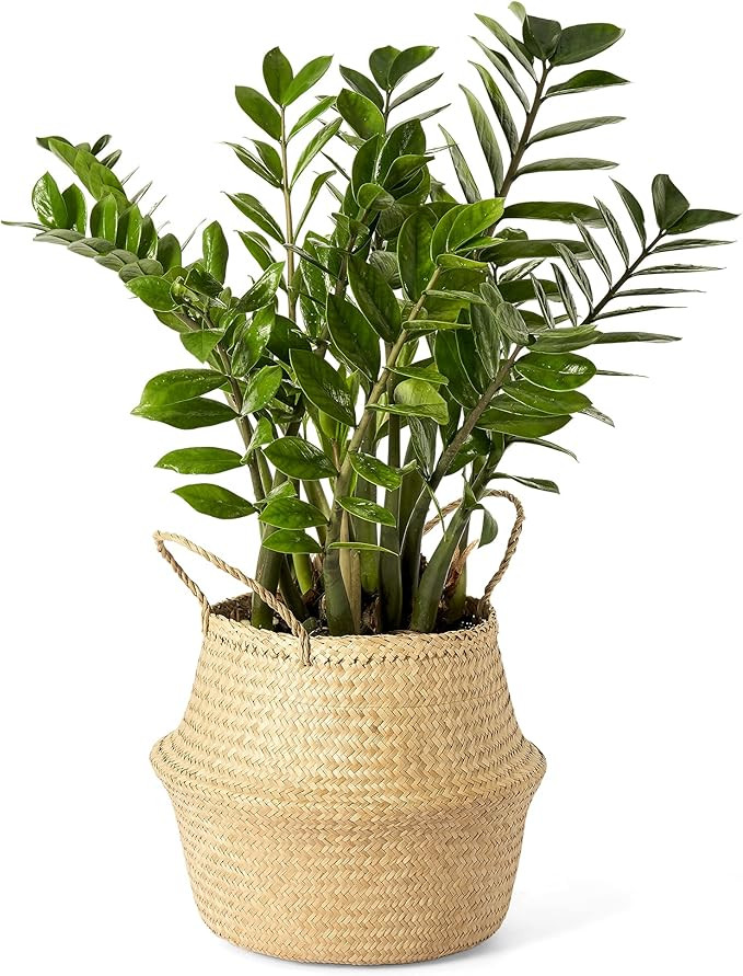 Artera Woven Seagrass Plant Basket - Wicker Belly Basket Planter Indoor with Plastic Liner and Ha... | Amazon (US)