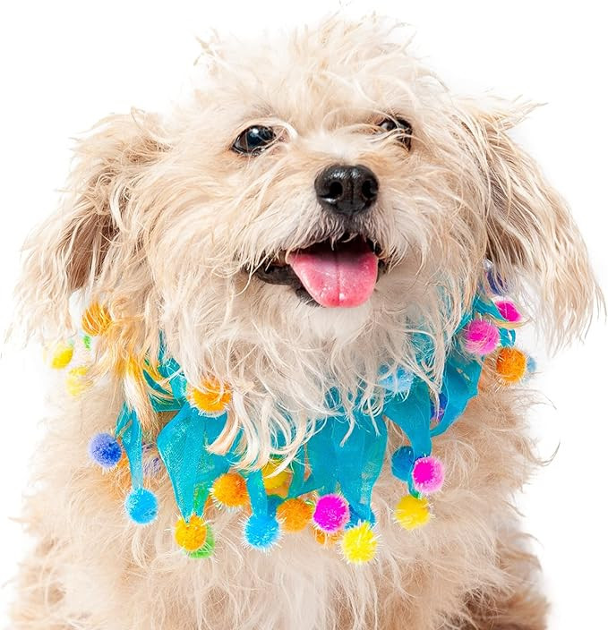 Midlee Blue Birthday Pom Pom Dog Collar (Medium) | Amazon (US)