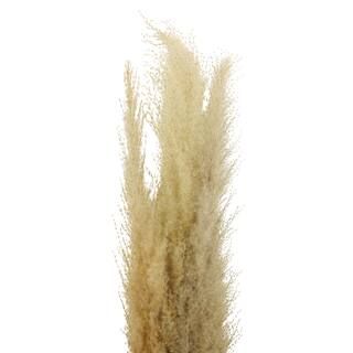 Natural Brown Pampas Bunch by Ashland® | Michaels Stores