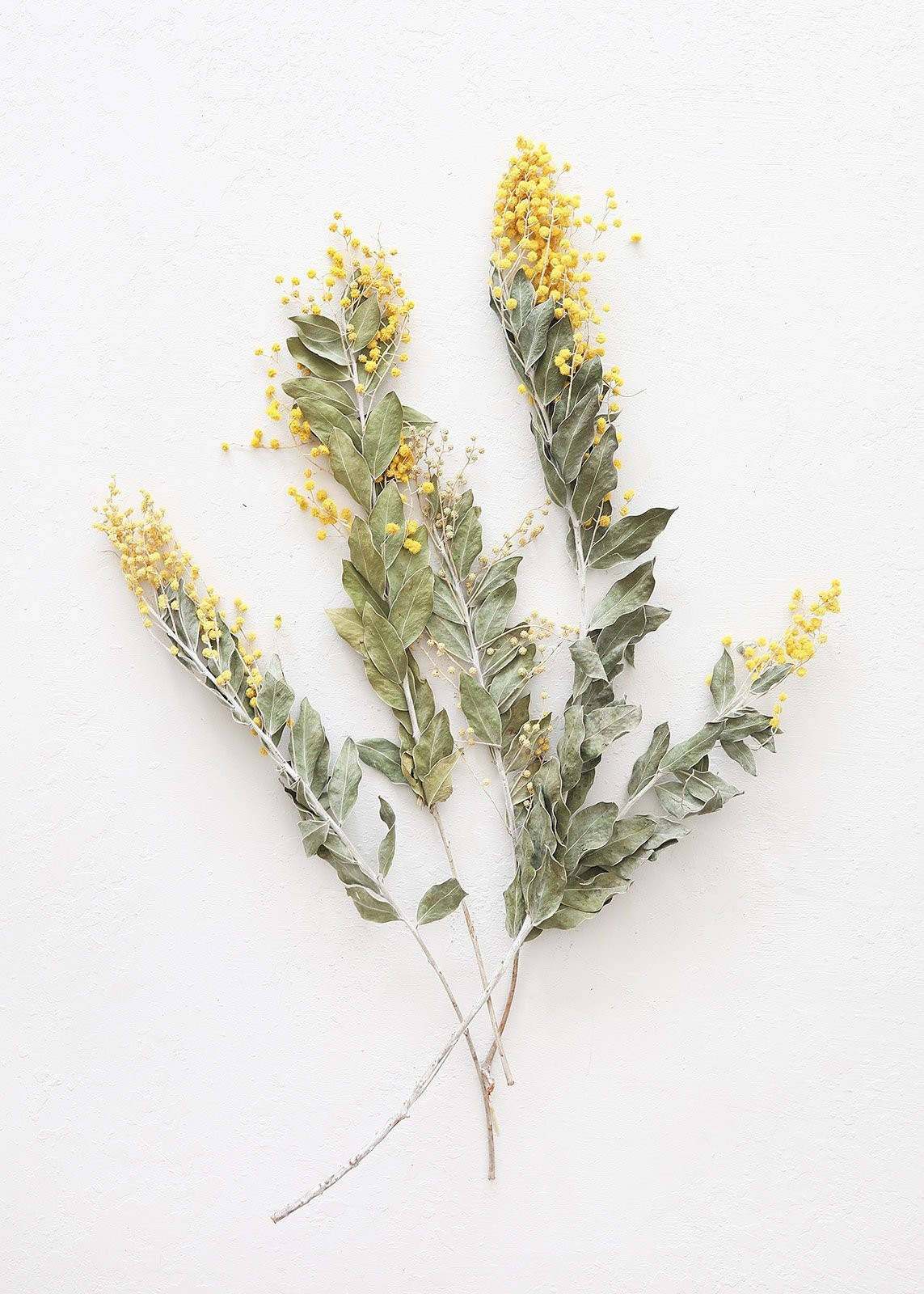 Yellow Dried Mimosa Acacia Flowers - 12-20" Tall | Afloral (US)