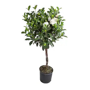 Costa Farms Gardenia Flowering Shrub in 2 -Gallon Pot 1 -Pack | Lowe's