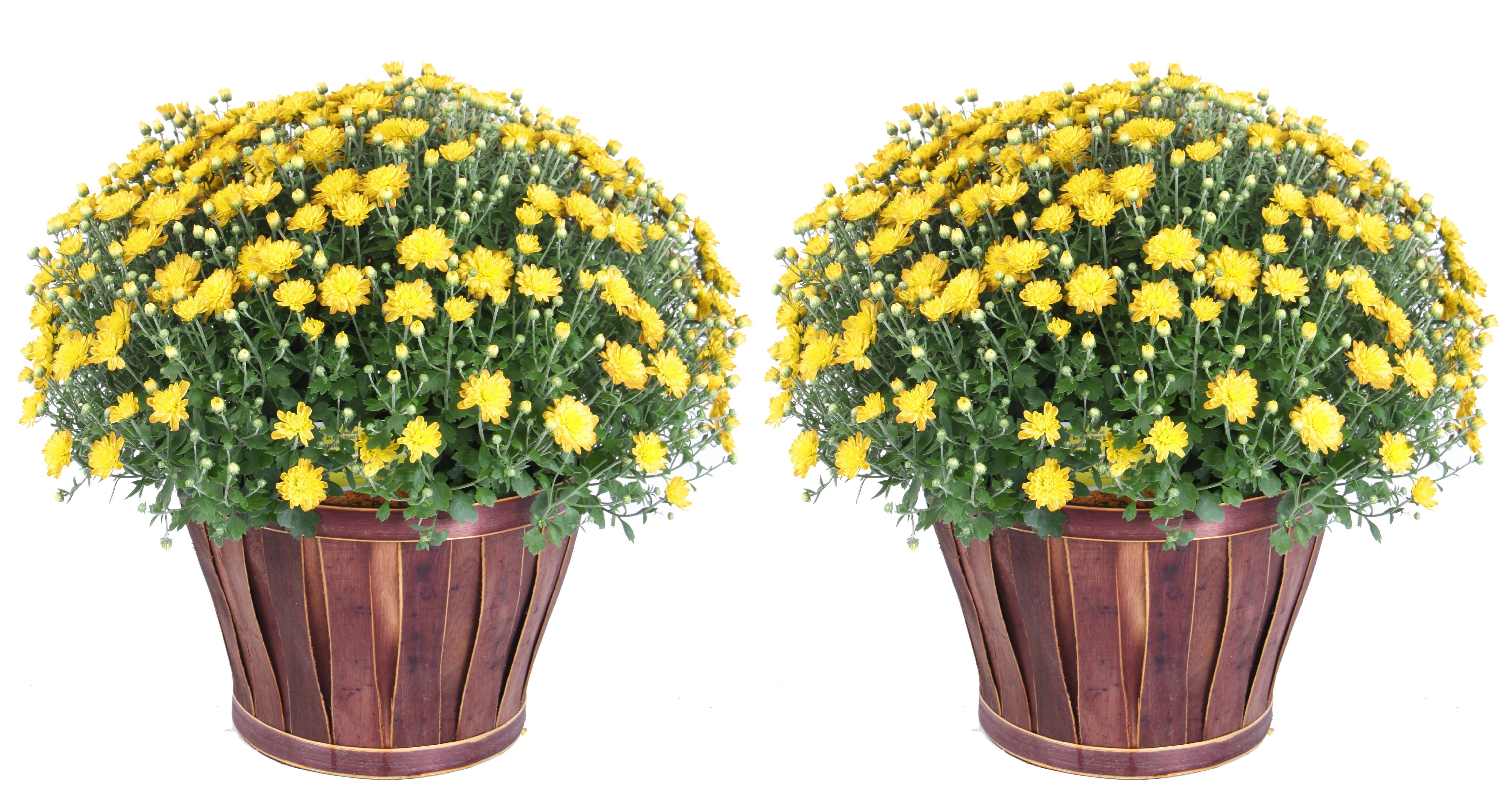 Delray Plants 3.0-QTChrysanthemum ( Yellow flowers) in Bushel Basket - Fall Harvest Mum -2 pack-F... | Walmart (US)