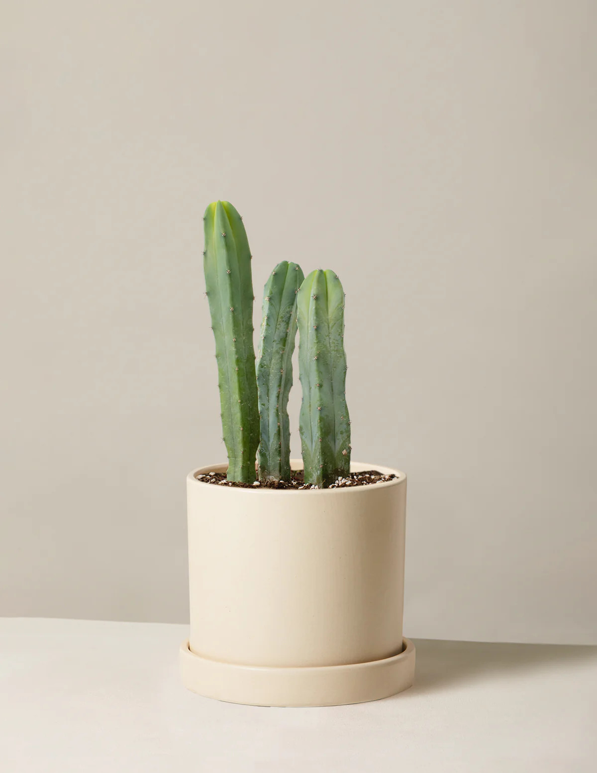 Blue Candle Cactus | The Sill