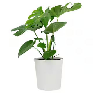 Pure Beauty Farms 1.9 Gal. Philodendron Monstera Deliciosa Plant in 9.25 in. Designer Pot-DC10PHI... | The Home Depot