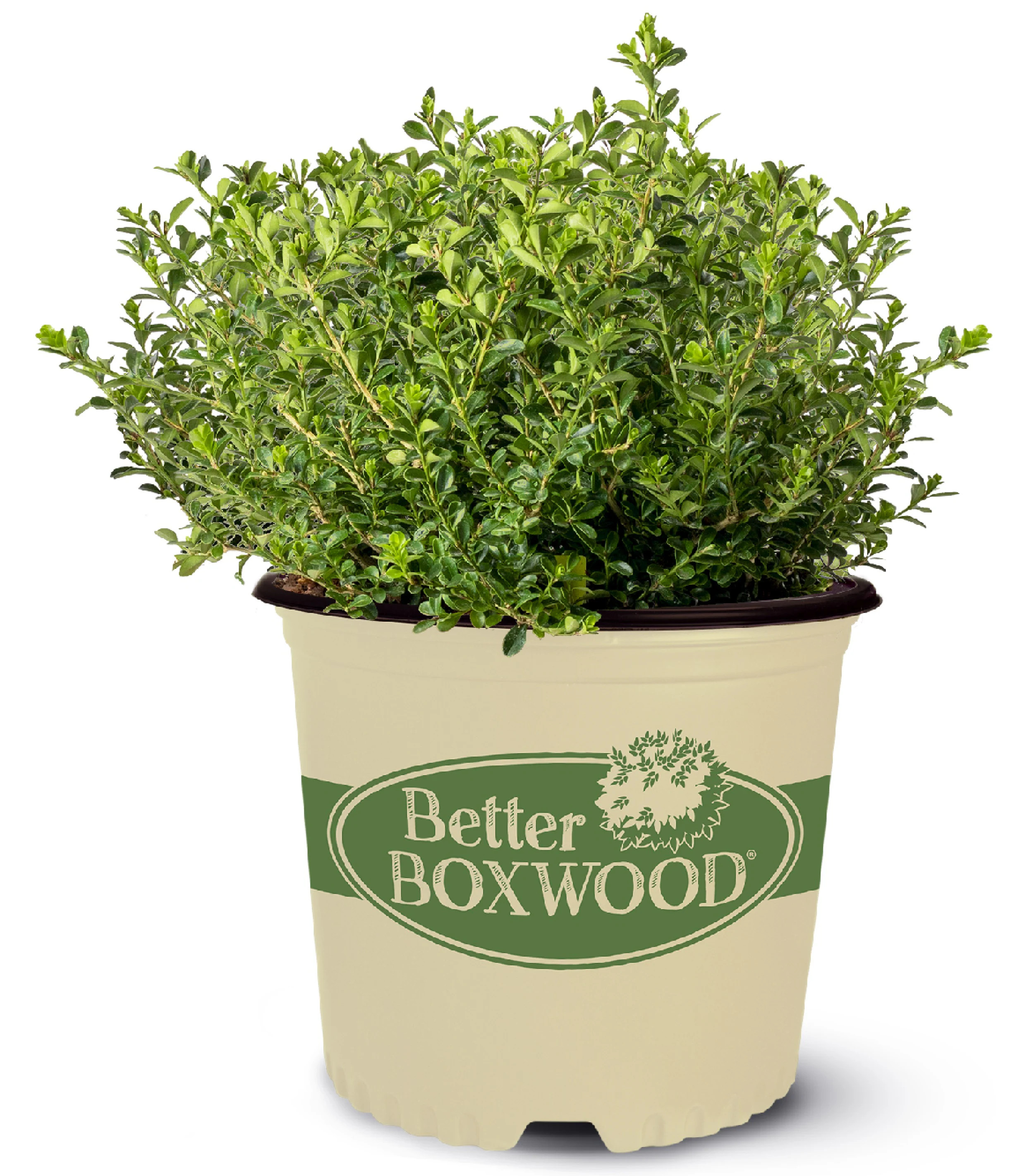 Better BOXWOOD 2.5 -Quart Renaissance Boxwood Foundation/Hedge Shrub 1 -Pack one_size | 9065Q-1 | Lowe's