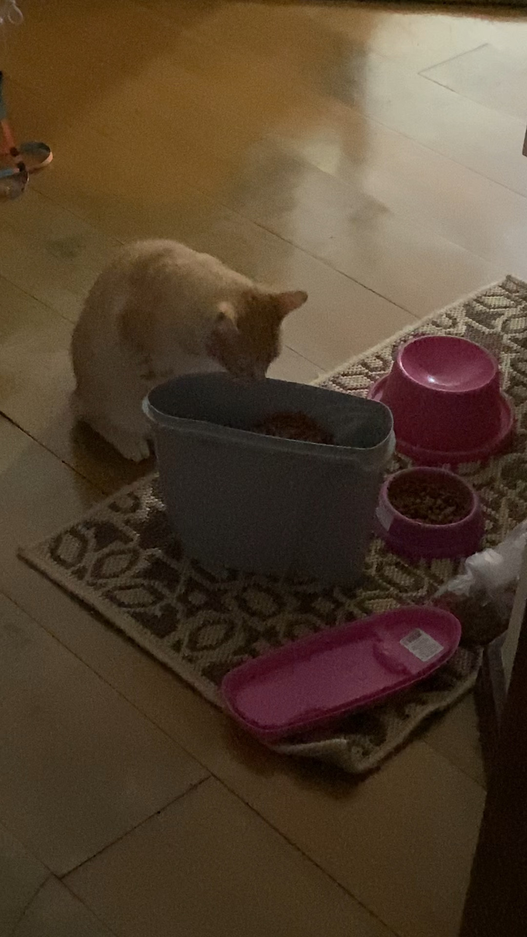 Lembrete: nunca deixa o porta ração aberto 

#LTKwinter #LTKbrasil