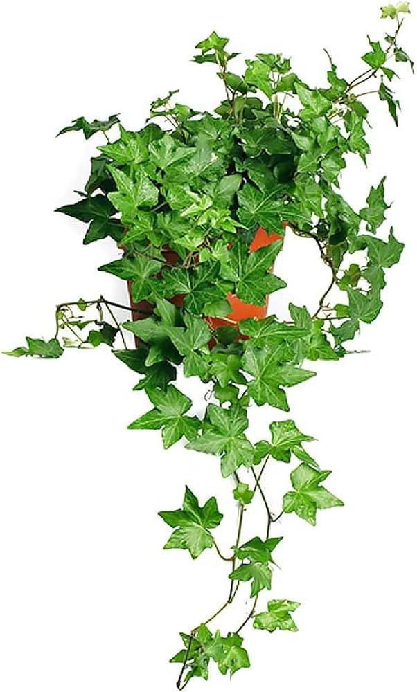 American Plant Exchange Live Baltic English Ivy Small Leaf Needle Point Plant, Vine and Plant Pot... | Amazon (US)