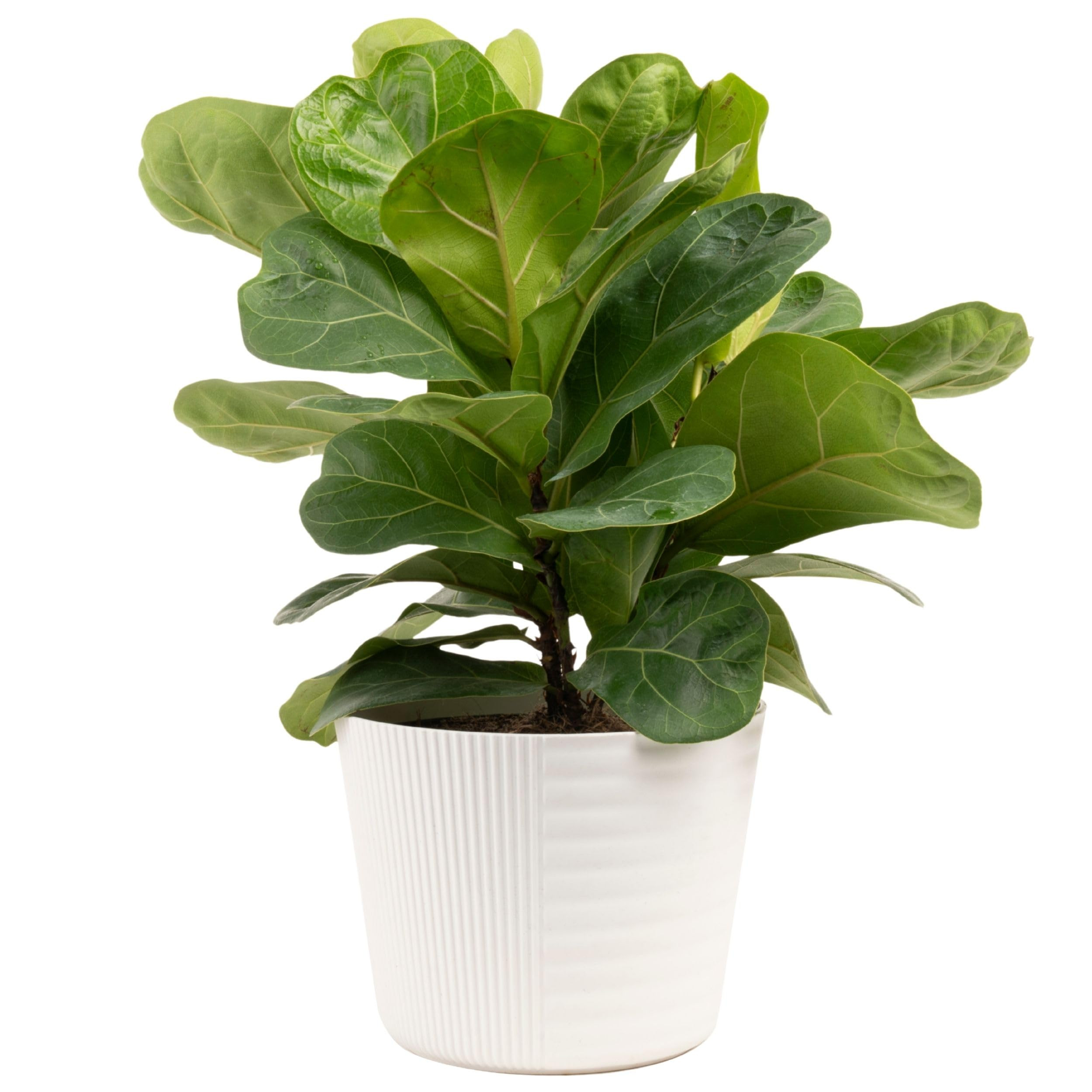 Costa Farms Little Fiddle Leaf Fig, Live Indoor Plant Ficus Lyrata, Houseplant Potted in Modern D... | Amazon (US)
