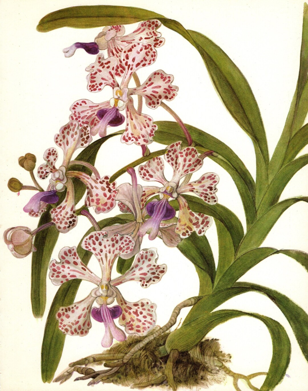 Pretty Vintage Orchid Print Wall Art Decor Purple Orchid Illustration Gallery Wall Art Shabby Chi... | Etsy (US)