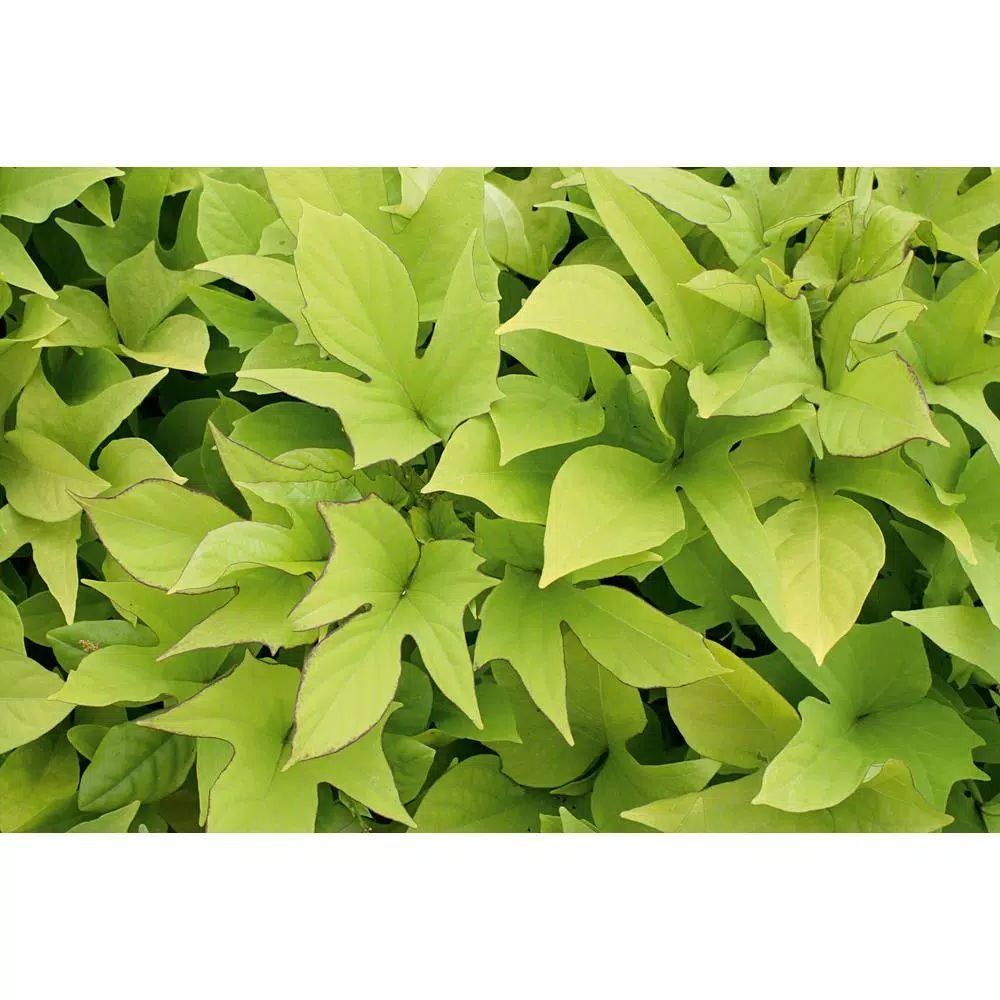 4-Pack, 4.25 in. Grande Sweet Caroline Light Green Sweet Potato Vine (Ipomoea) Live Plant, Green ... | The Home Depot