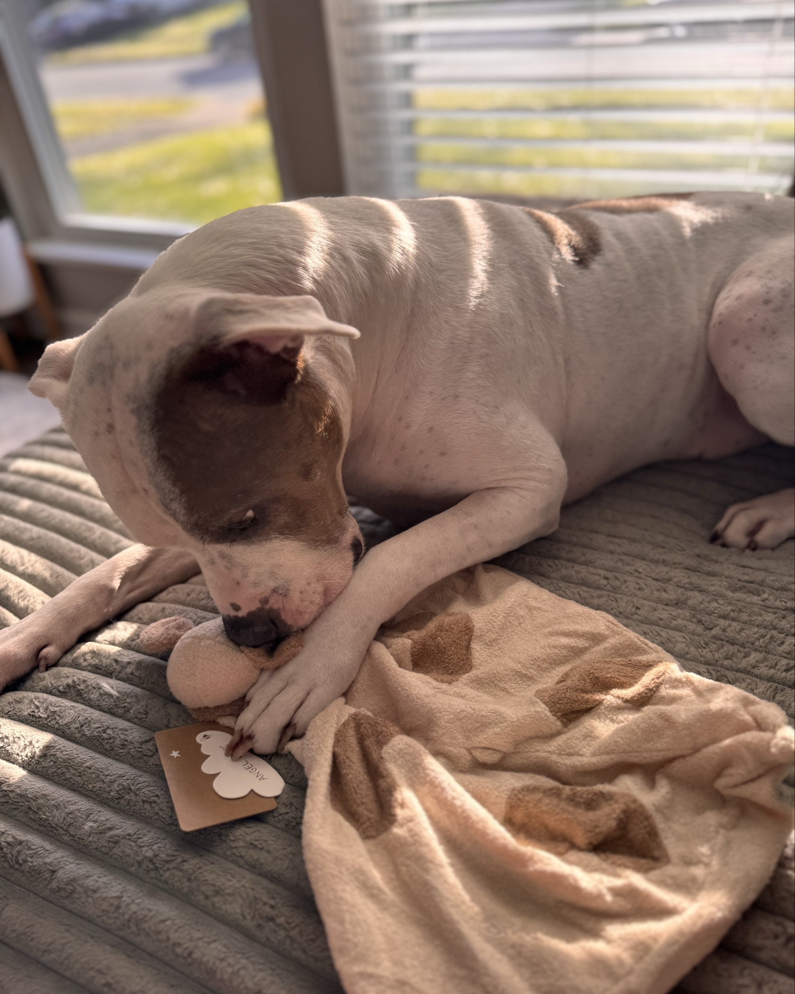 Baby blankie that looks like our dog! 
Pittie baby blankie to hold 🤎

#LTKBaby