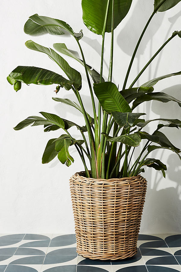 Rattan Basket Planter By Anthropologie in Beige Size L | Anthropologie (US)