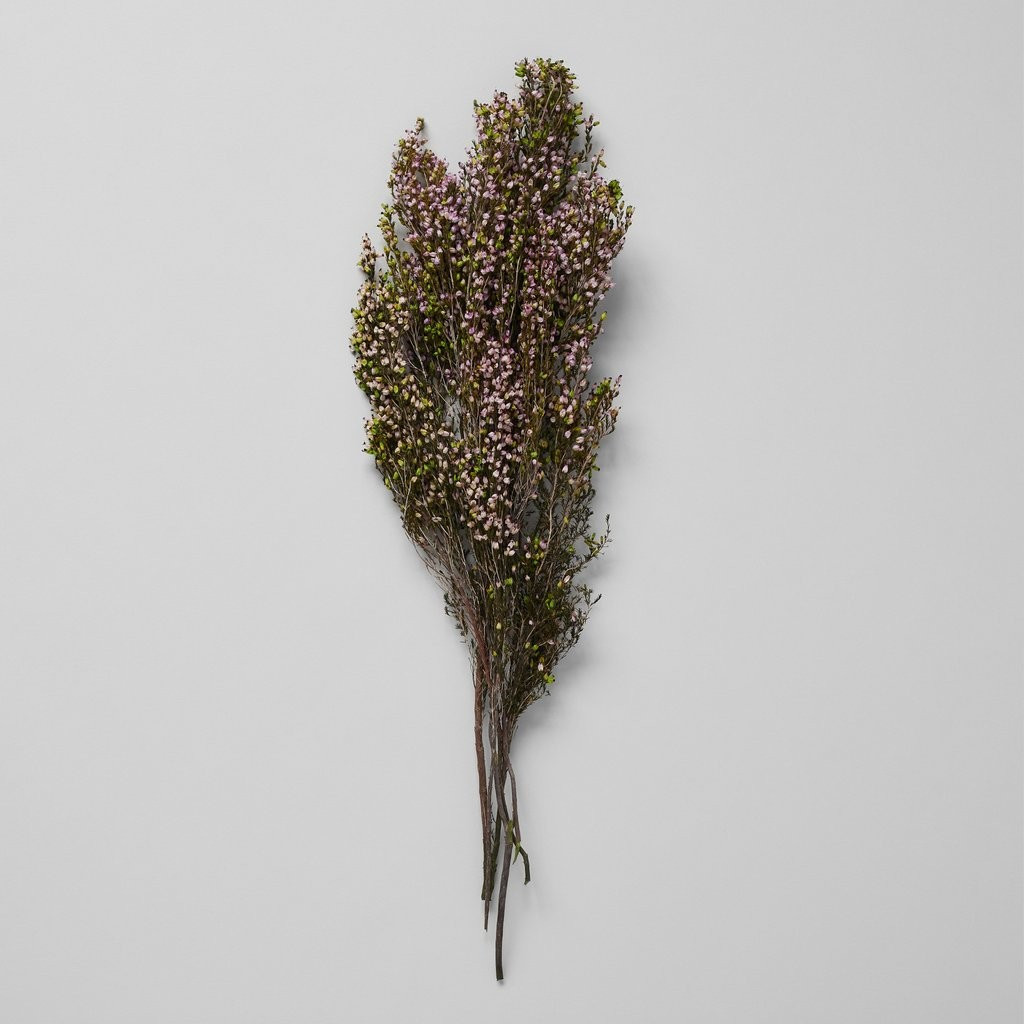 Dried Pink Heather | Bloomist