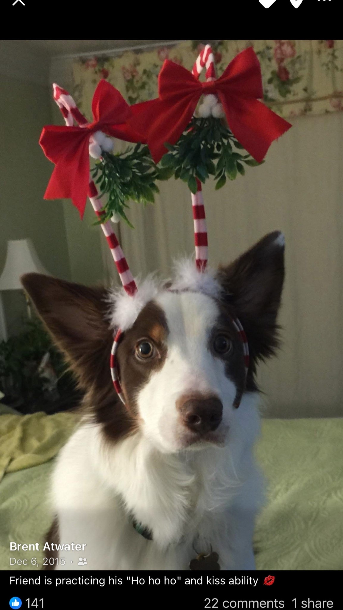 Pets are the best!! Friend always knew what to wear to make me smile & want to kiss his precious face! #fyp #pet #dog #bordercollie #friend #love 

#LTKHoliday #LTKSeasonal #LTKGiftGuide