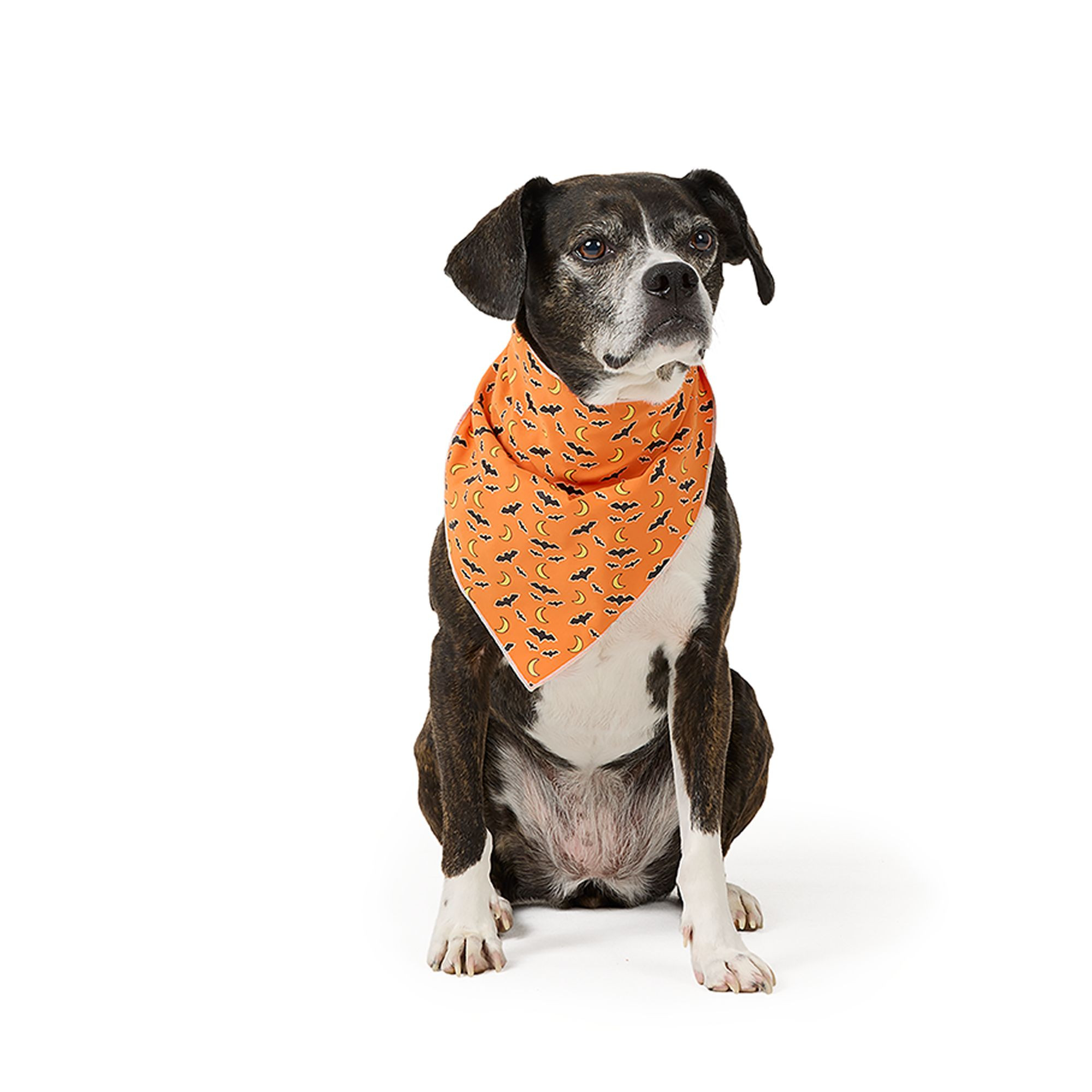Thrills & Chills® Glow-in-the-Dark Pet Bandana | PetSmart