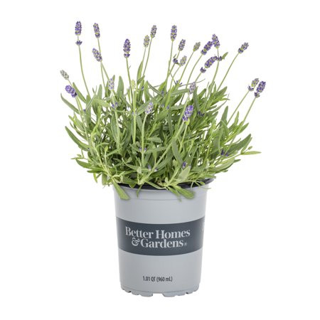 Better Homes & Gardens 1 Quart Ellagance Lavender Perennial Live Plant 5 -Pack with Grower Pot | Walmart (US)