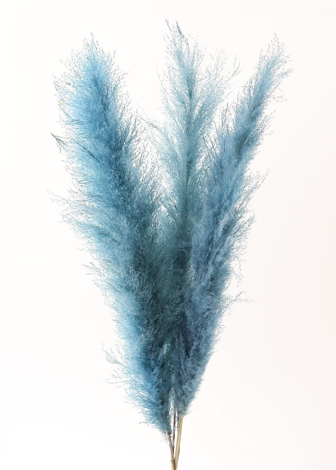 Coastal Blue Pampas Grass | Dried Grasses & Florals at Afloral.com | Afloral