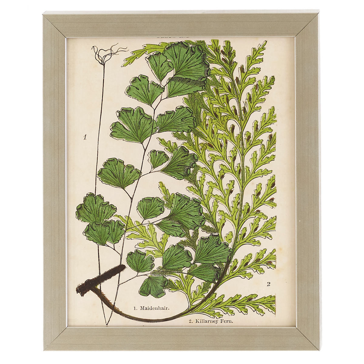 Vintage Fern Collage 1 Wall Art | Annie Selke