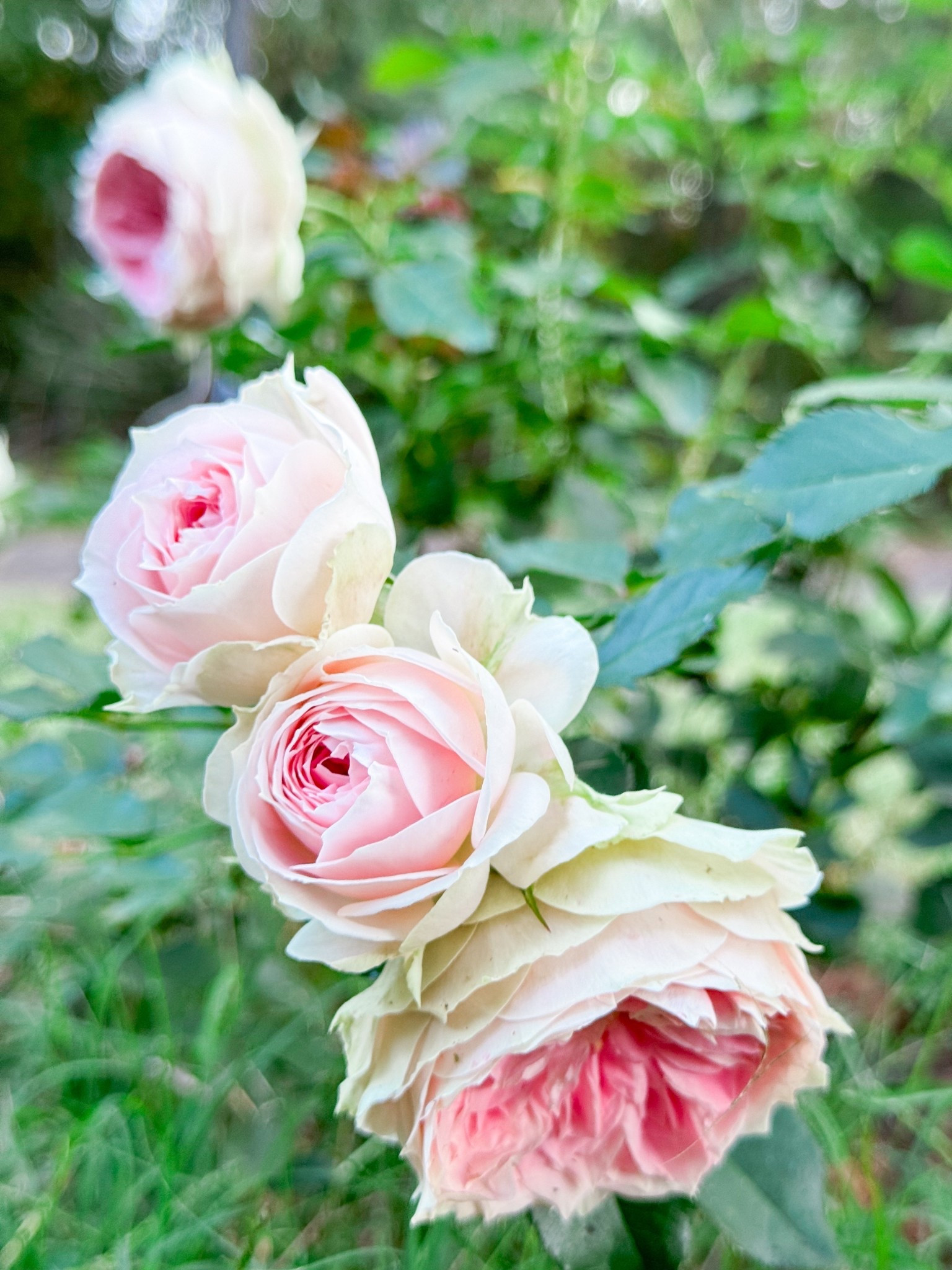 Just one Pompon Veranda won’t be enough in your garden  

#LTKselfcare #LTKmorningroutine #LTKdayinmylife