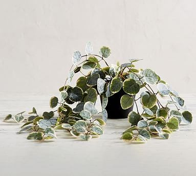 Faux Trailing Variegated String Of Hearts Houseplant | Pottery Barn (US)