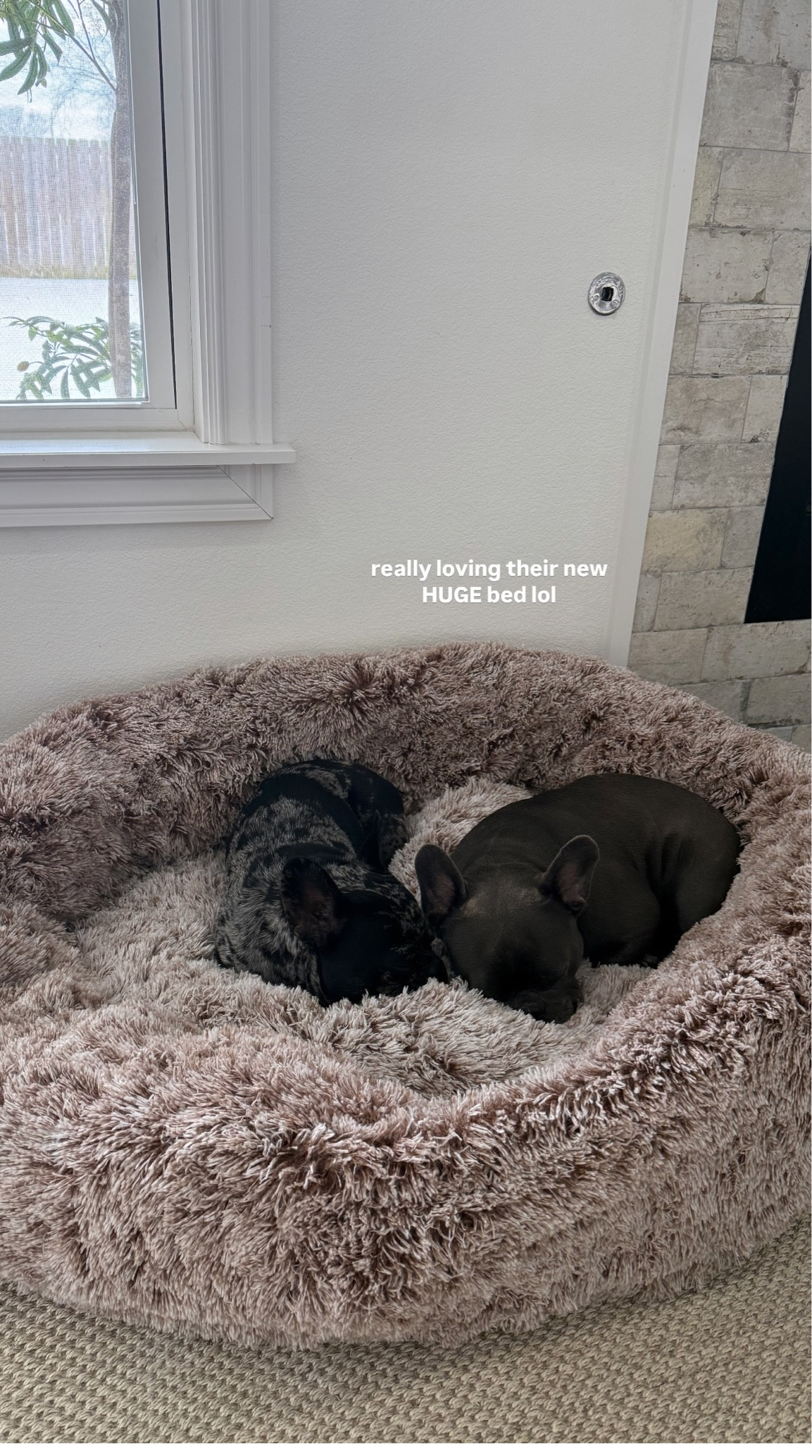 really loving their new HUGE bed lol





dog bed, dog essentials, amazon finds

#LTKHome #LTKFindsUnder100 #LTKPets