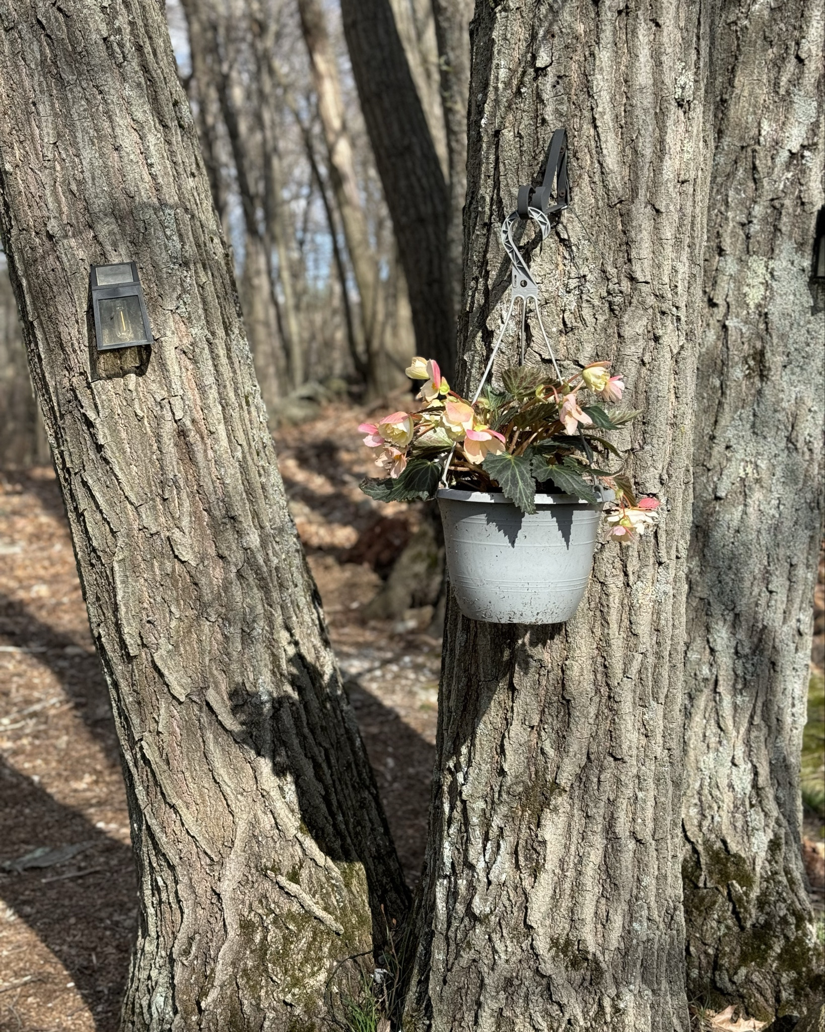 Don’t underestimate the glow of landscaping lighting. 🌟 these solar lights have been my go-to outdoor lighting for years. 

#LTKfindsunder50 #LTKSeasonal #LTKhome