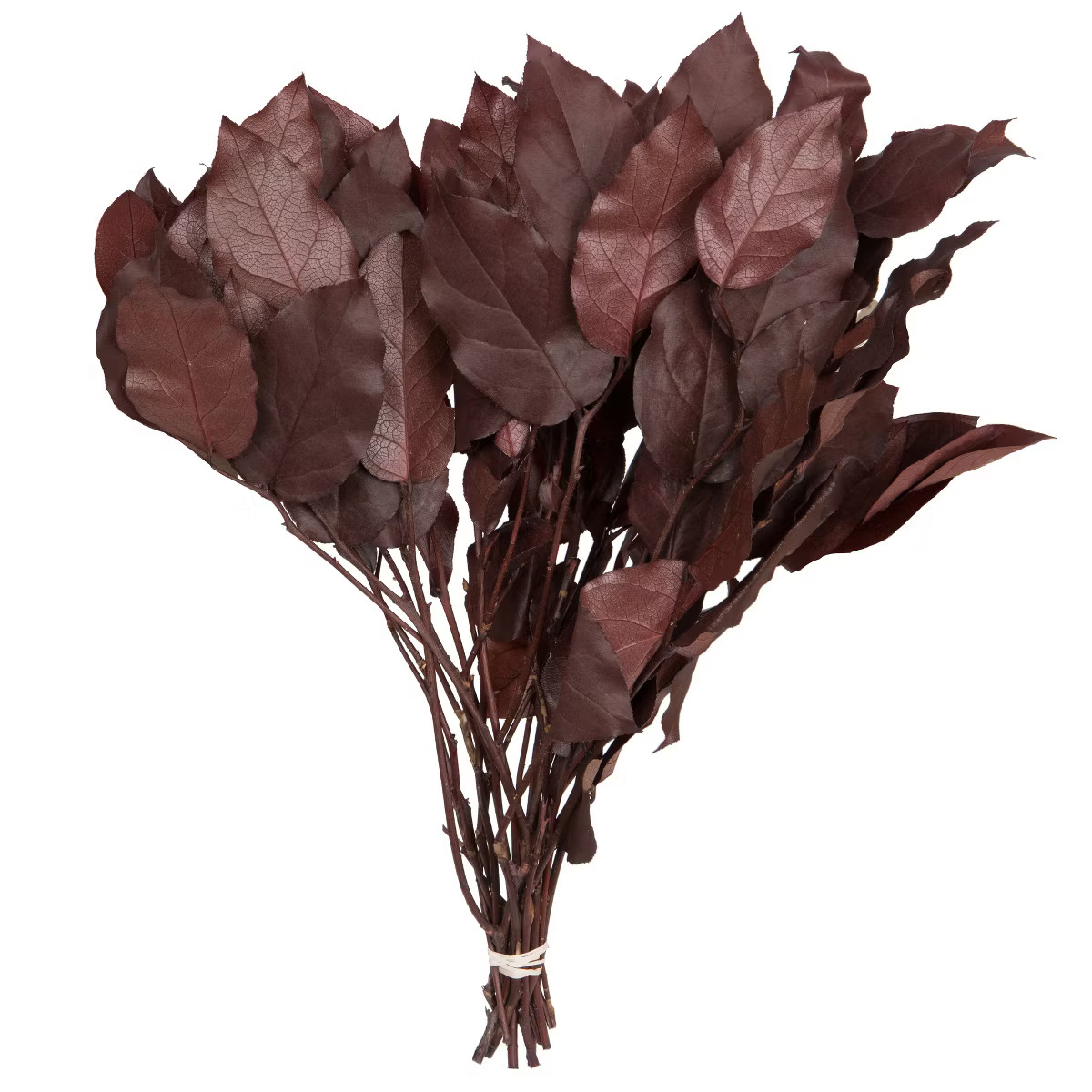 Vickerman 16-22" Natural Botanicals Salal Foliage Bunch | Target