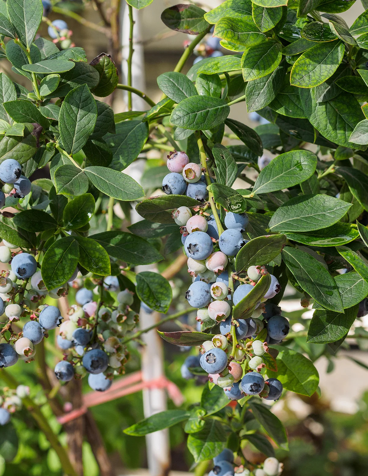Bluecrop Blueberry | The Sill