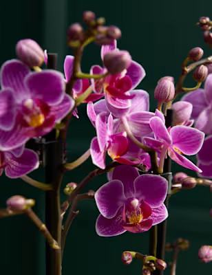 Duo Phalaenopsis Orchid Planter | M&S | Marks & Spencer (UK)