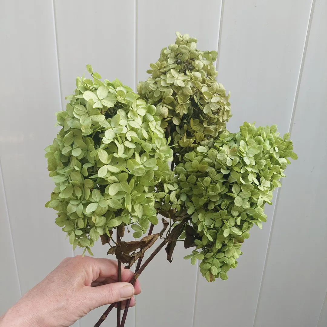 Limelight Hydrangea Basil Green, Preserved Hydrangea 3 Stem Bunch- Bouquets and Dried Flower Arra... | Etsy (US)