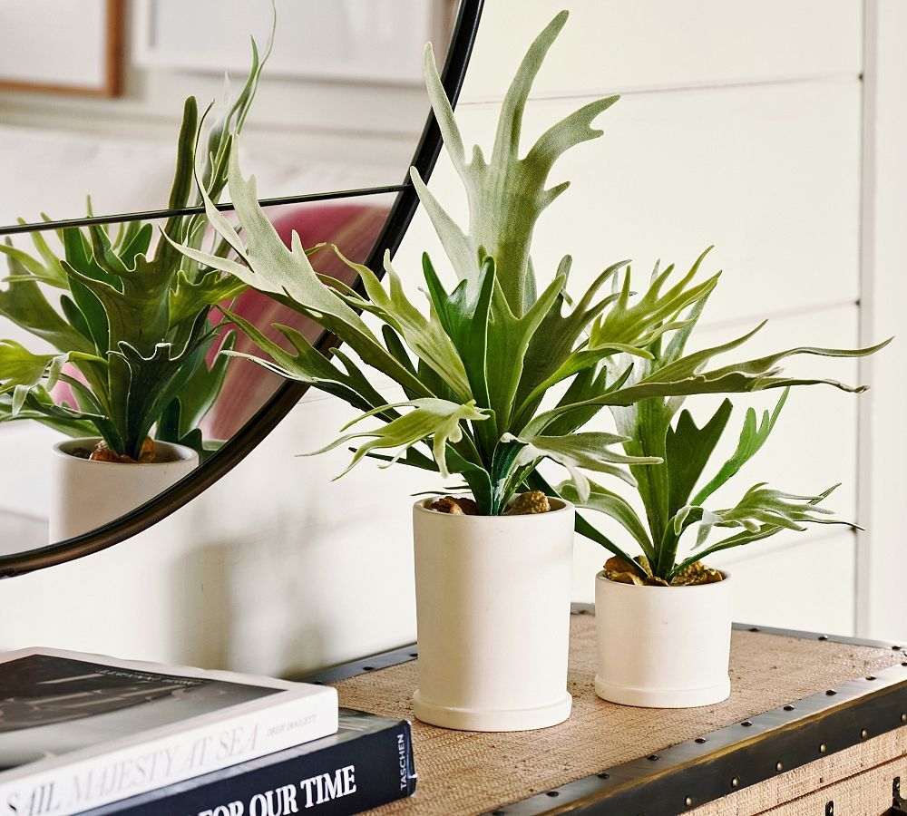 Faux Potted Staghorn Fern | Pottery Barn (US)