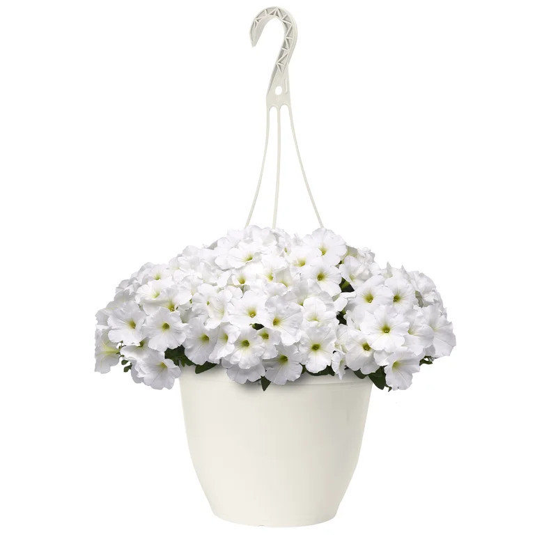 Expert Gardener 1.5 Gallon Perennial White Trailing Petunia Full Sun Annual Spring Live Plants Ou... | Walmart (US)