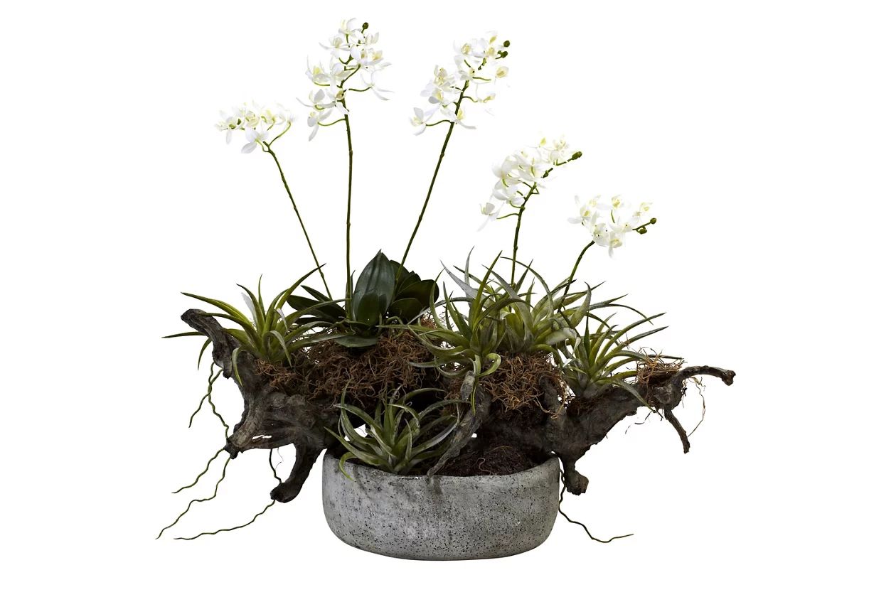 Orchid and Succulent Garden with Driftwood and Decorative Vase | Ashley Homestore