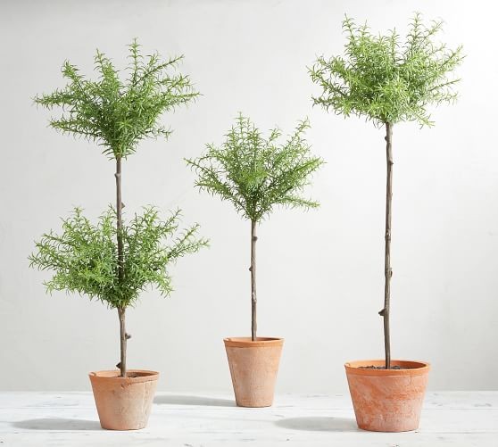 Faux Topiary Balls | Pottery Barn (US)