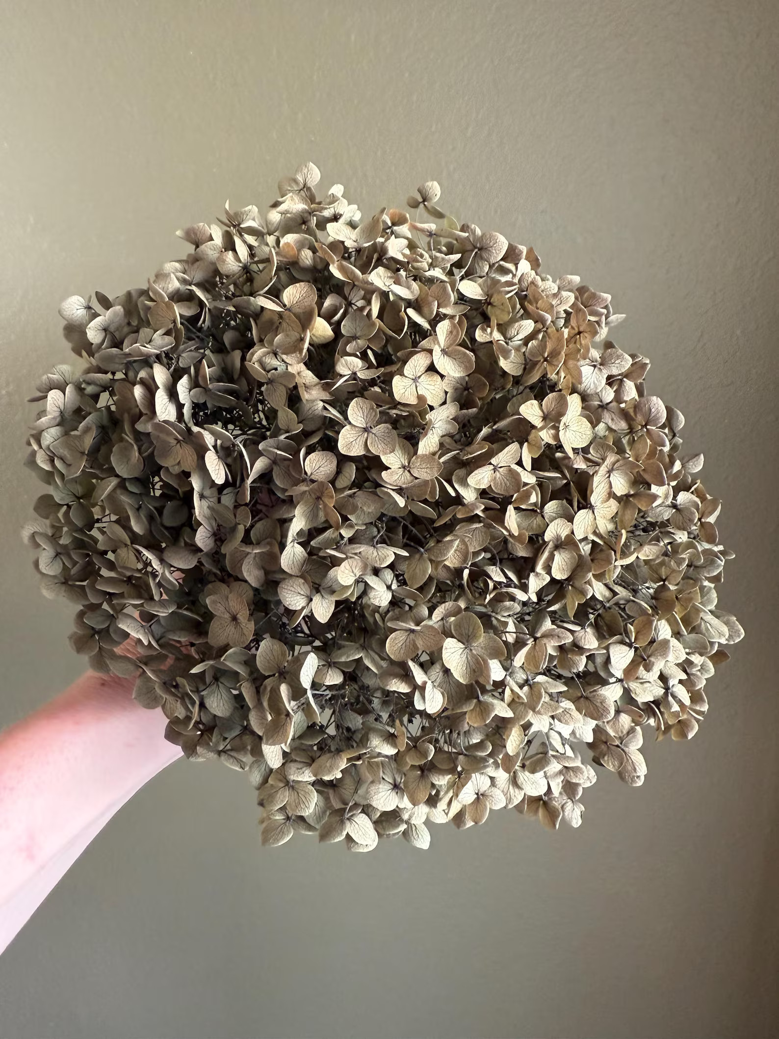 Real Hydrangea Preserved- Medium Olive Green Ombré Hydrangea - Etsy | Etsy (US)