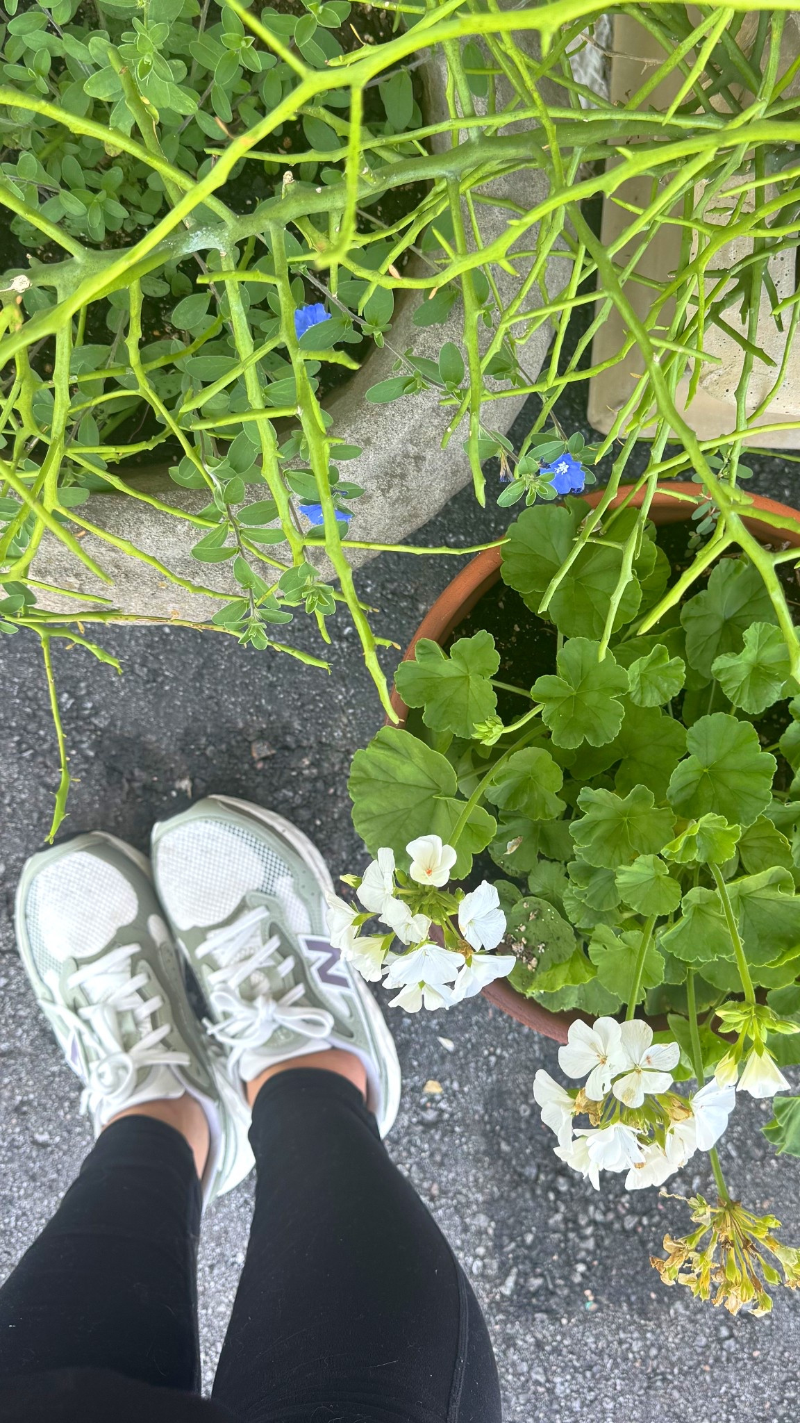 The last time I bought athletic tennis shoes (not everyday/fashion ones 😛) my son was a baby. Needless to say they were basically dry rotten 😬 here’s to turning over new leaves and new rhythms in these (comfy) shoes that remind me of my Dad in the 00s and onward! 