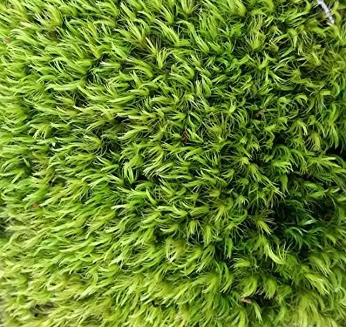 Tin Roof Treasure 1 Quart of Fresh Organic Terrarium Mood Moss for Terrariums, Fairy Gardens | Amazon (US)