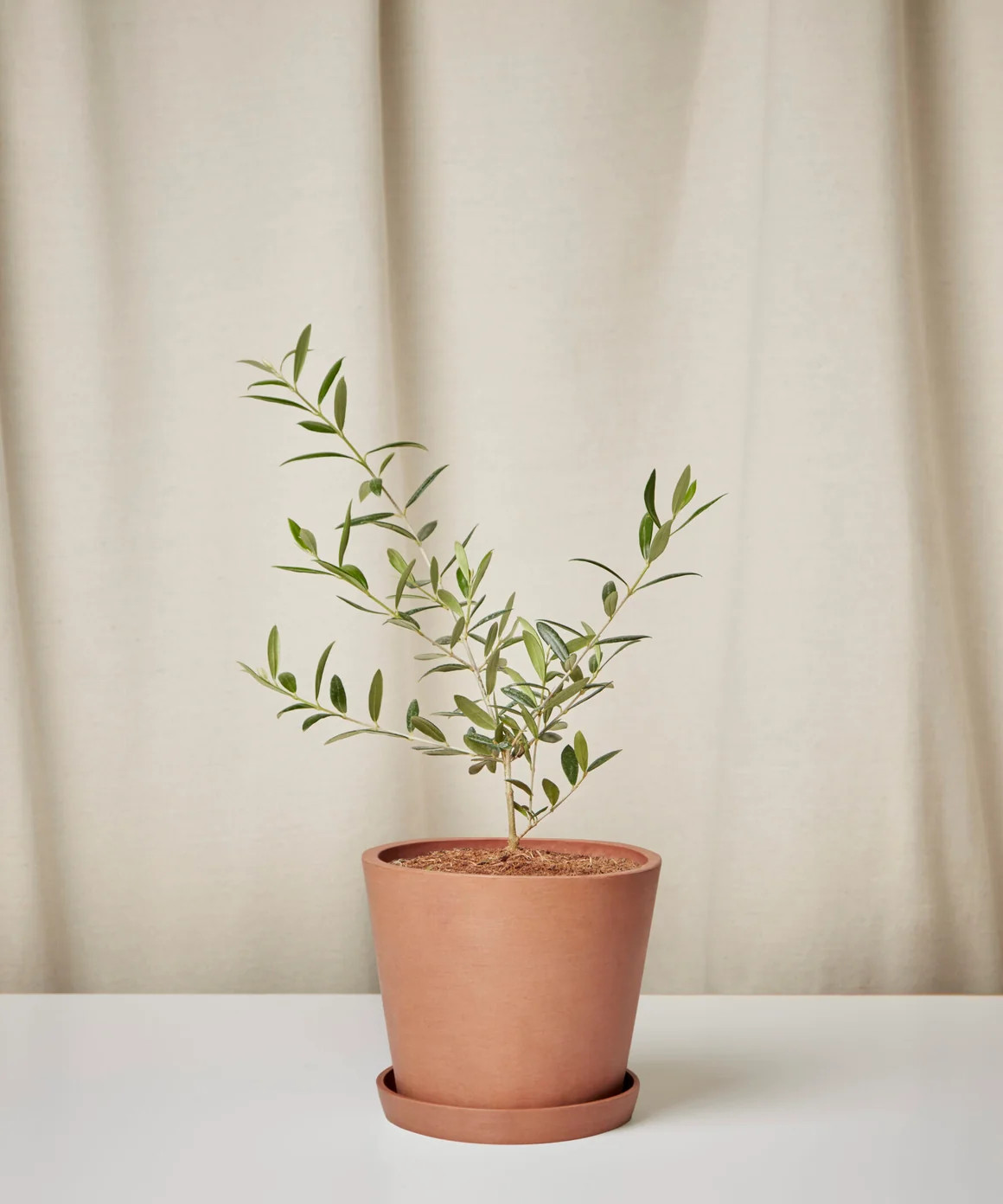 Olive Tree | Bloomscape