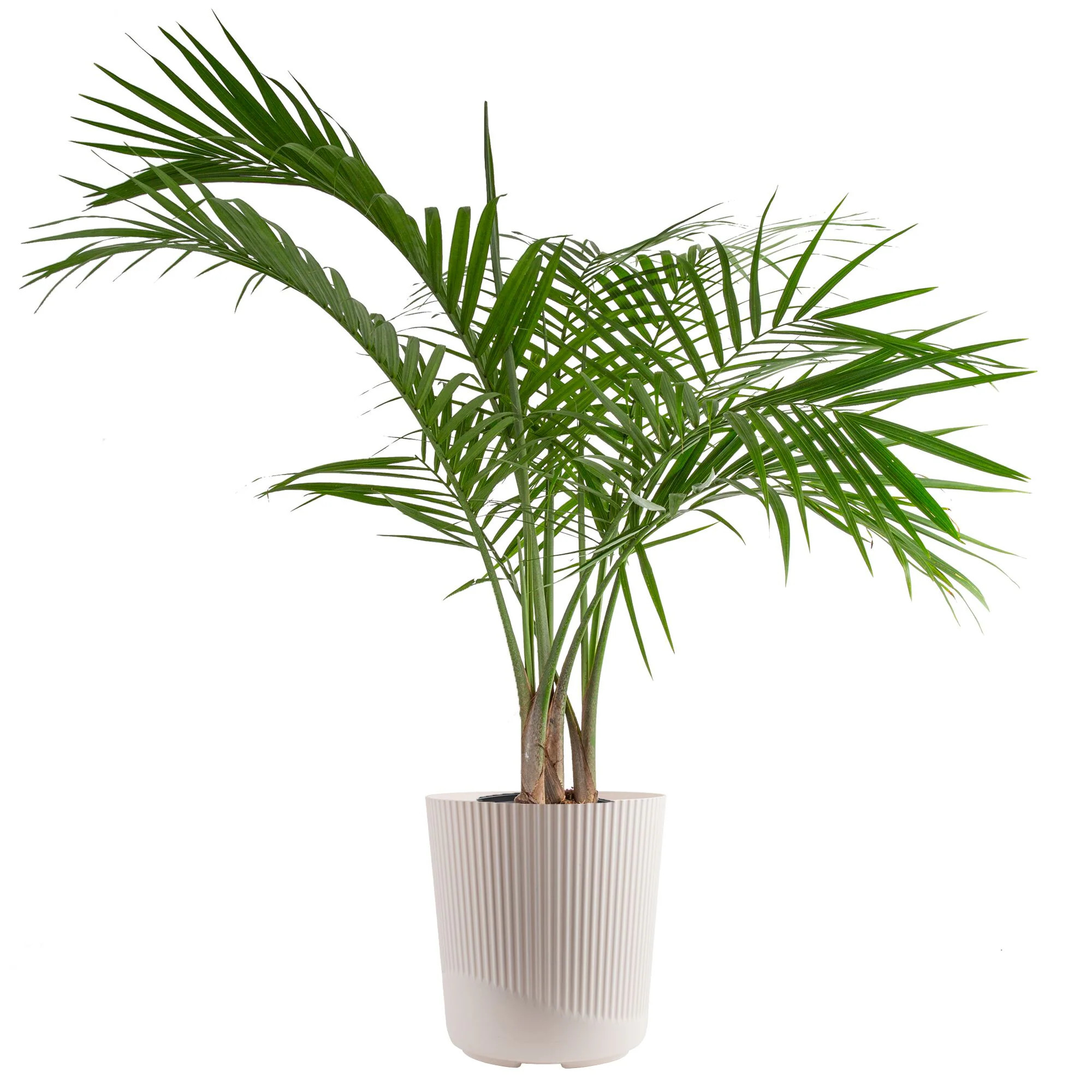 Costa Farms Majesty Palm Tree, House plant in 10 Inch(es) Pot 1 -Pack one_size | L-MAJ-S-BEI-01-LW | Lowe's