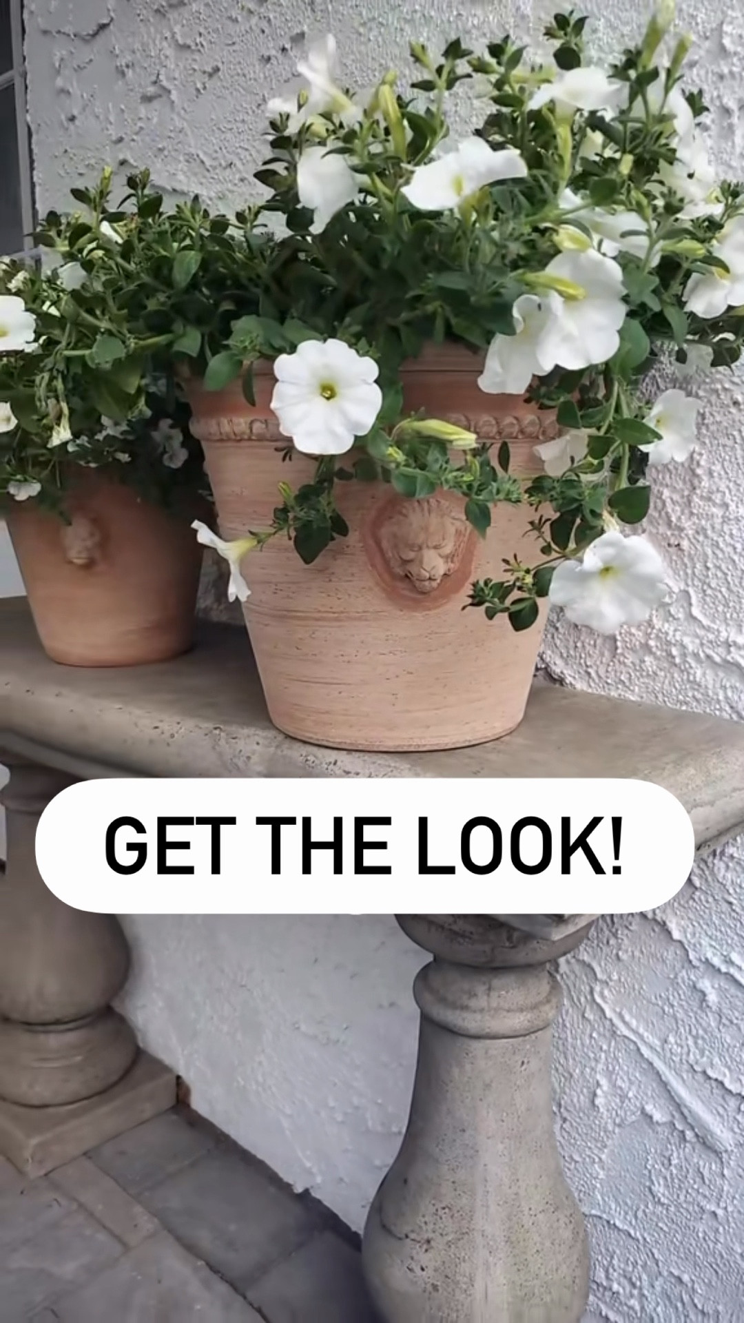 Use code: Cristina and save 10% off Alice Lane. I am obsessed with the new lion planters!!! Terracotta, pots, indoor, outdoor, porch, patio, spring, summer, flowers.

#LTKSaleAlert #LTKHome #LTKSeasonal