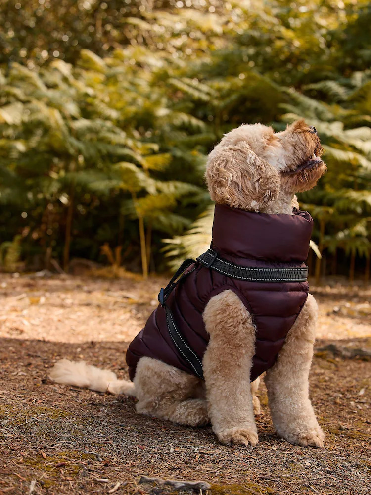 Burgundy Red Harness Dog Coat | Next EU