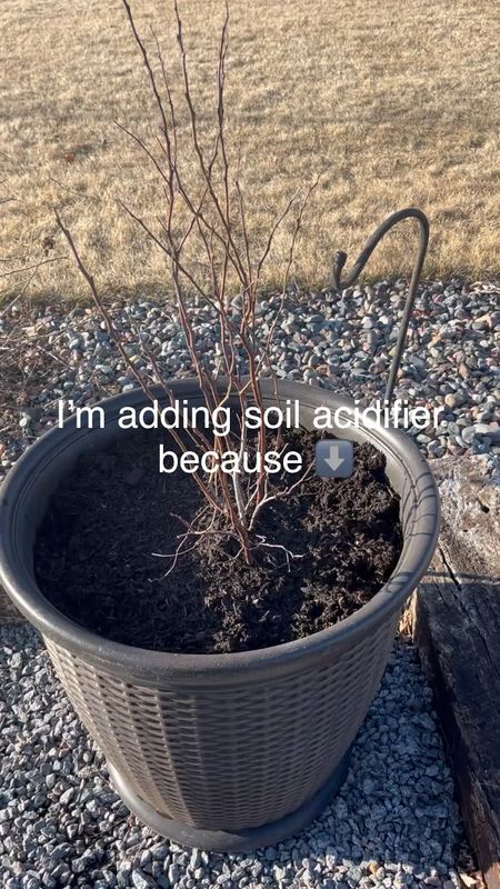 True Organic Soil Acidifier 🫐 

Our soil here has a high level of alkaline and blueberries don’t do well. Blueberries thrive in a PH level of 4.2-5. 

I’m adding soil acidifier monthly to lower that alkaline level. 
Happy planting! 🫐

#gardening #garden #blueberrybush #growingblueberries #zone4 #zone4gardening #zone4garden

#LTKSeasonal