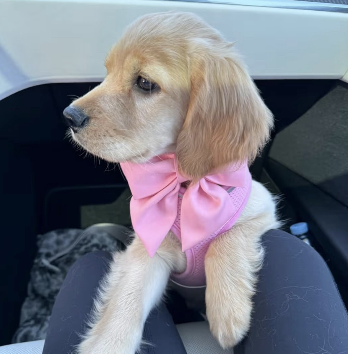 Getting our fur babies all set for Valentine’s Day with these adorable collars and new tags!!  🎀🙌 
✔️ Pink Bow Dog Collar
✔️ Hearts Cat Collar

#LTKmomlife #LTKHome #LTKValentine