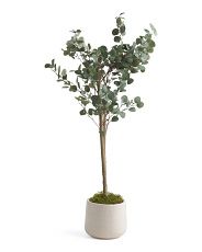 5ft Eucalyptus Tree In Dot Glazed Vase | Marshalls