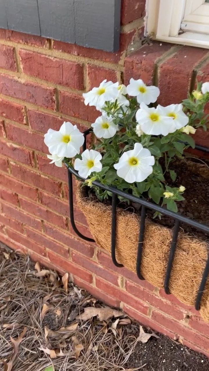 Iron window planter refresh with 2 pack coco liners from Amazon. 

#LTKsalealert #LTKhome #LTKSeasonal