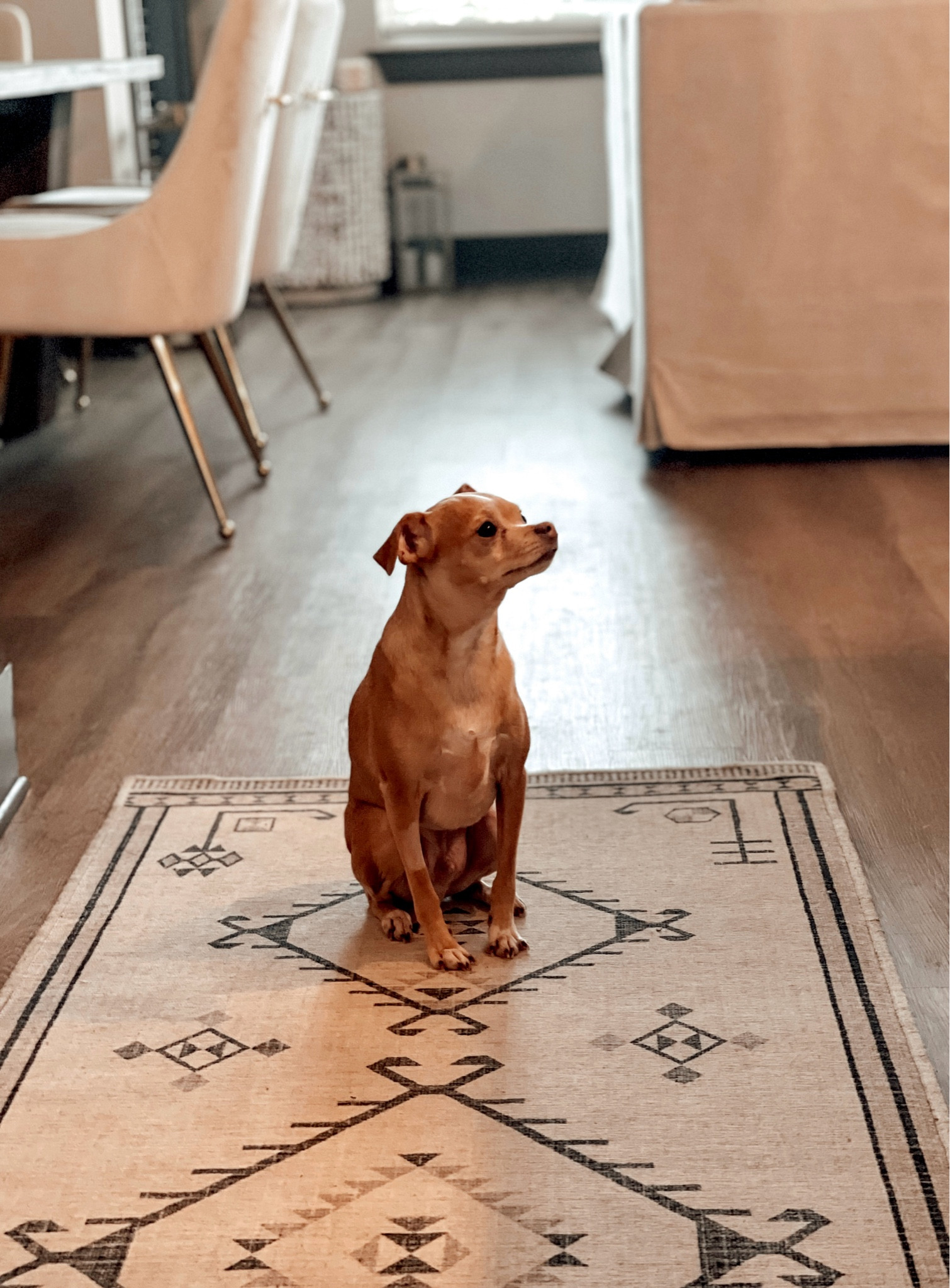 Dog-Friendly Apartment Finds: Ruggable Washable Rug System. 

#LTKCyberWeek #LTKHome #LTKSaleAlert