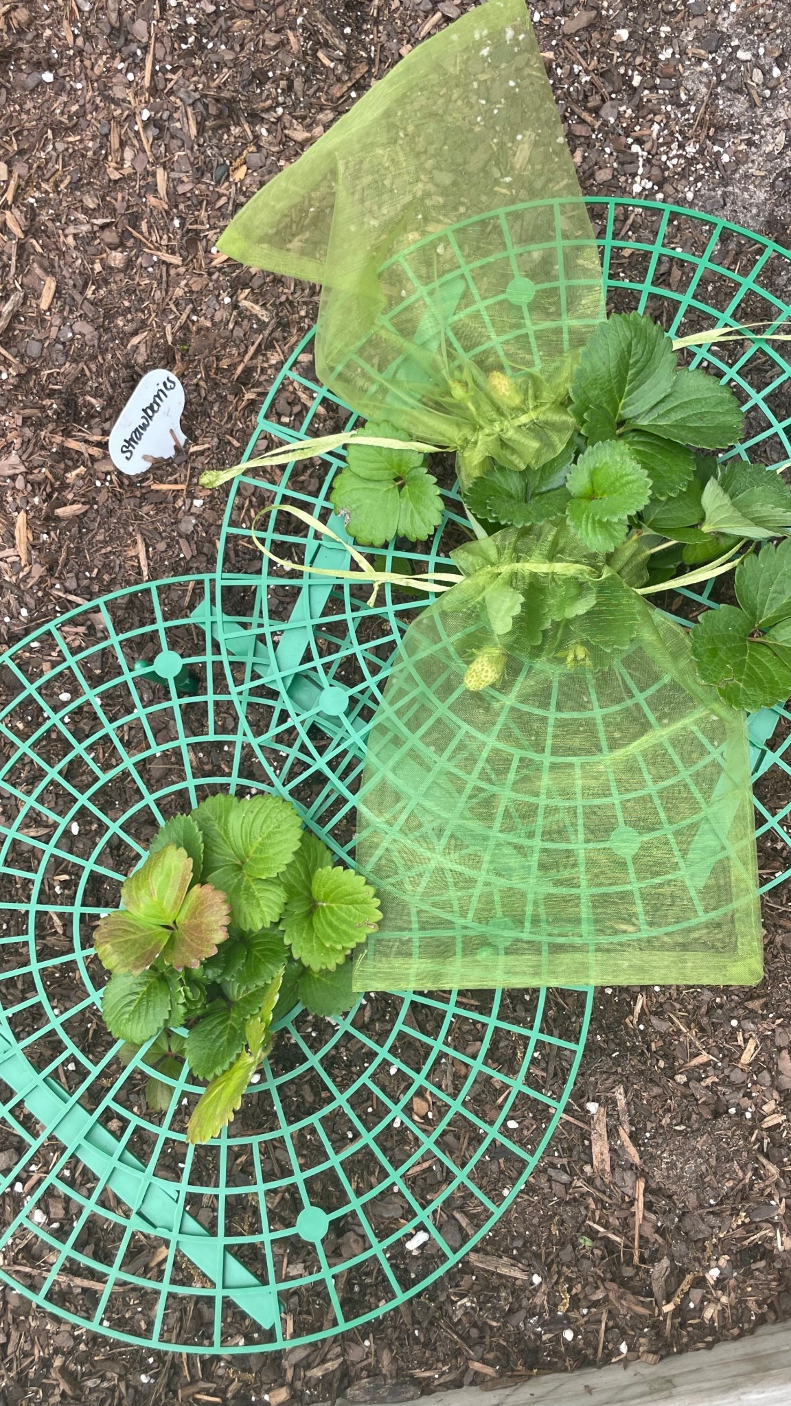 Gardening 
Strawberry support 
Vegetable/ fruit protection 
Amazon garden finds


#LTKSeasonal #LTKHome