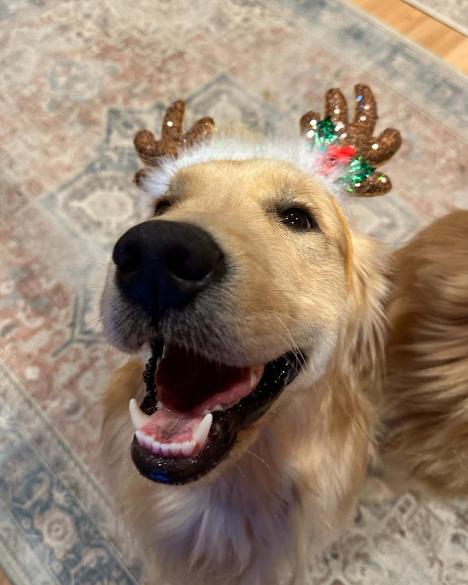 Antlers make me happy 🥰

#LTKHoliday #LTKstyletip #LTKSeasonal