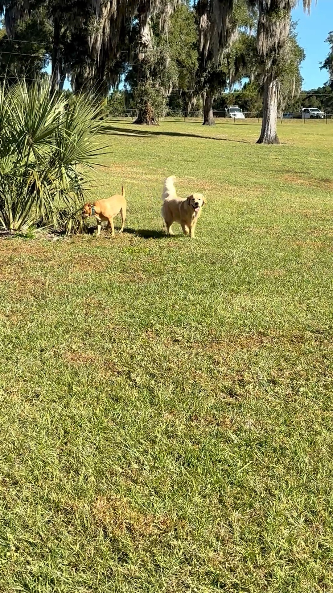 The whole dog park and they’re playing together🫶🏻 rounding up what I bring with us to the dog park 

#LTKPets