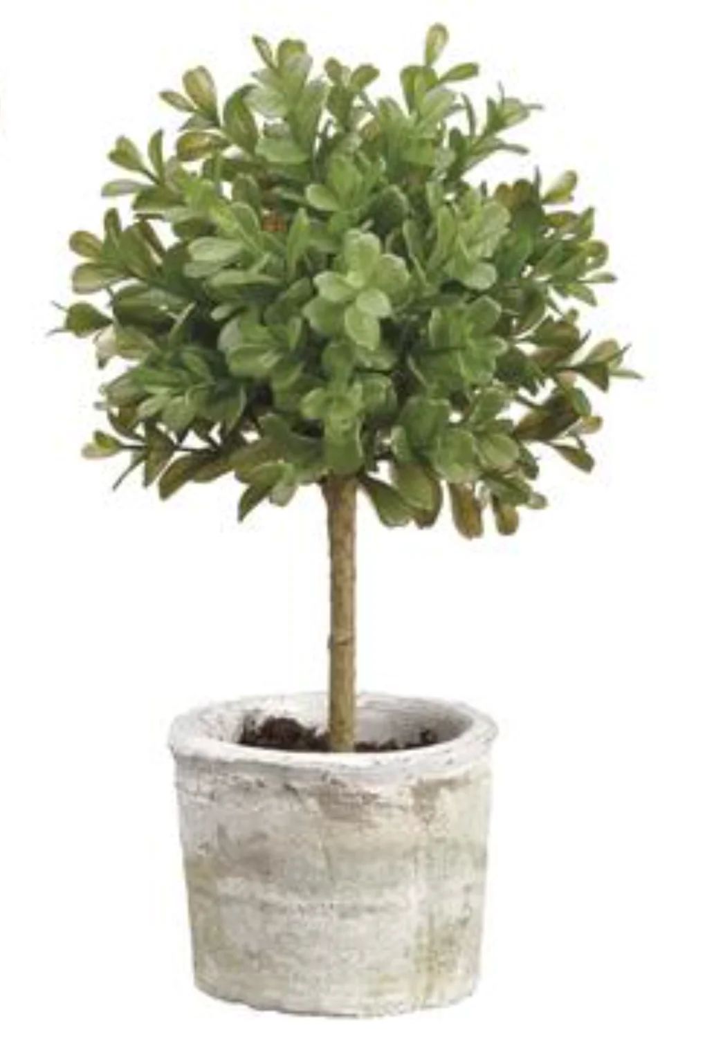 Boxwood Topiary in Clay Pot | House of Blum